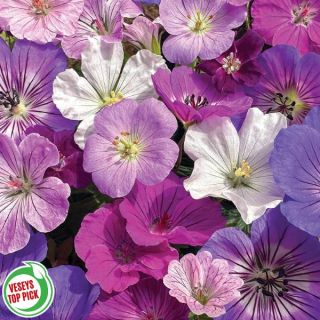 Bee Friendly Pollinator Blend Thumbnail